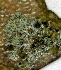 Strigula nemathora image