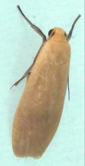 Manulea fuscodorsalis