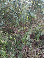 Breynia oblongifolia