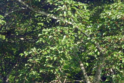Ficus glandulifera, photograph 1