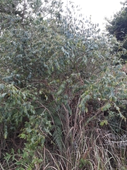 Breynia oblongifolia