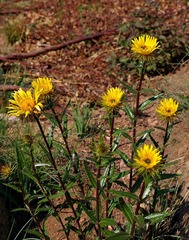 Berkheya insignis