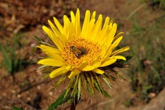 Berkheya insignis