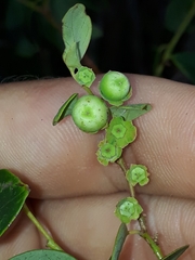 Breynia oblongifolia