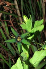 Ceropegia gerrardii image