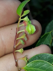 Breynia oblongifolia