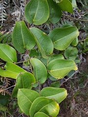 Smilax australis