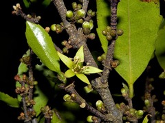 Cassipourea swaziensis
