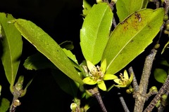 Cassipourea swaziensis