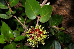 Cephalanthus natalensis