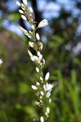 Chlorophytum krookianum