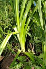 Chlorophytum krookianum