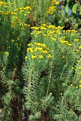 Phymaspermum athanasioides