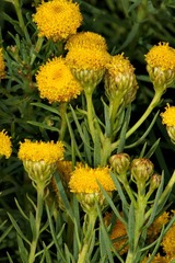 Phymaspermum athanasioides