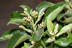 Volkameria glabra