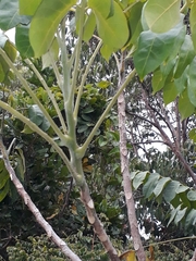 Dysoxylum mollissimum