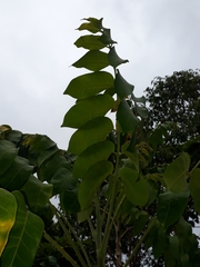 Dysoxylum mollissimum