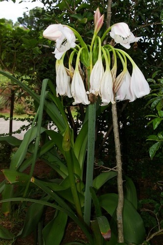 Crinum image