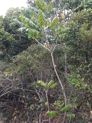 Dysoxylum mollissimum