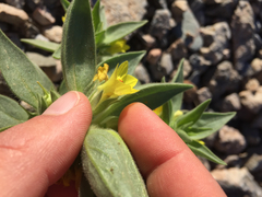 Mohavea breviflora
