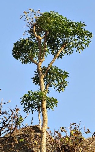 Cussonia spicata image