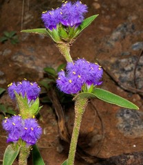 Cyanotis speciosa