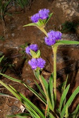 Cyanotis speciosa