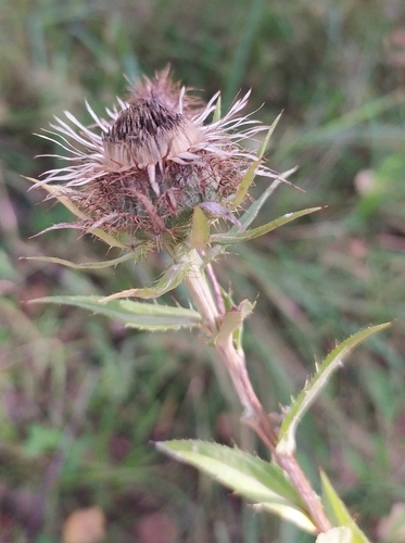 Наблюдение на iNaturalist
