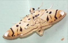 Pycnarmon radiata