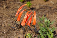 Cyrtanthus tuckii transvaalensis