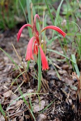 Cyrtanthus tuckii transvaalensis