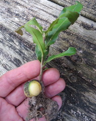 Macadamia tetraphylla