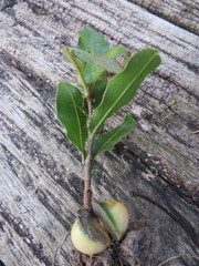 Macadamia tetraphylla