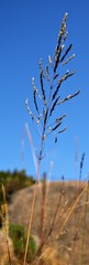 Eragrostis rigidior