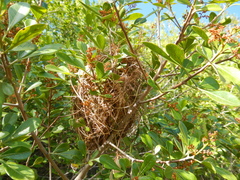 Euplectes capensis capensis