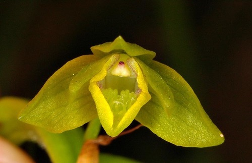 Eulophia tanganyikensis image