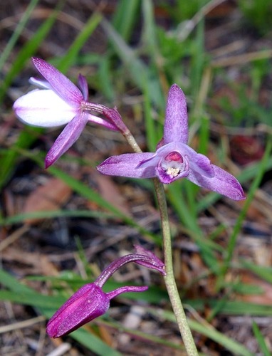 Eulophia hians var. hians image