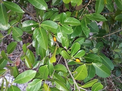 Elaeodendron australe