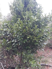Elaeodendron australe