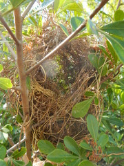 Euplectes capensis capensis