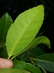 Elaeodendron australe