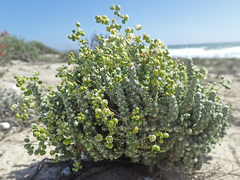 Pharnaceum microphyllum