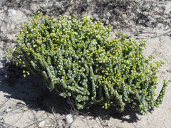 Pharnaceum microphyllum