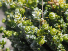 Pharnaceum microphyllum