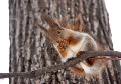 Sciurus vulgaris