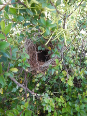 Euplectes capensis capensis