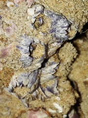 Austrobalanus imperator