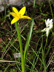 Hypoxis filiformis