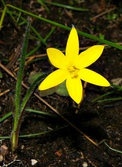 Hypoxis filiformis