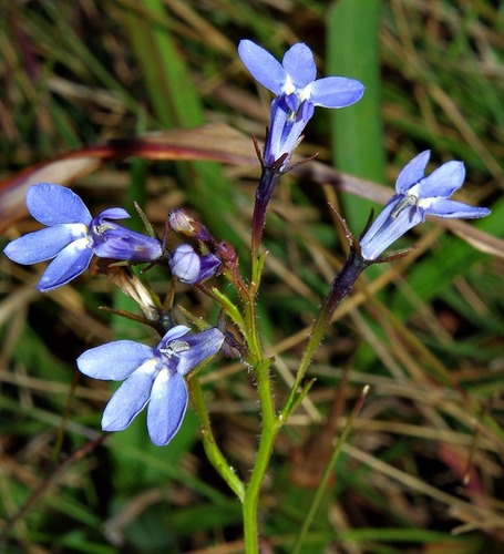 Lobelia flaccida image